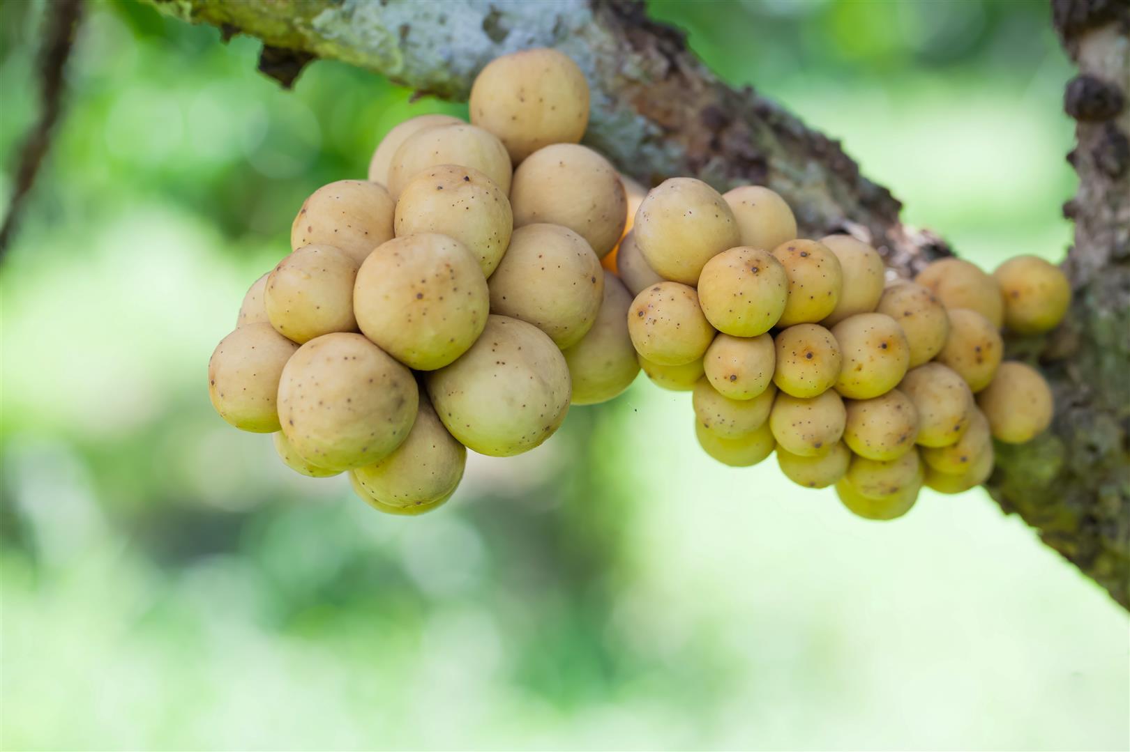 Yellow Thong, Southern Longkong, GI, Longkong Tanyongmas