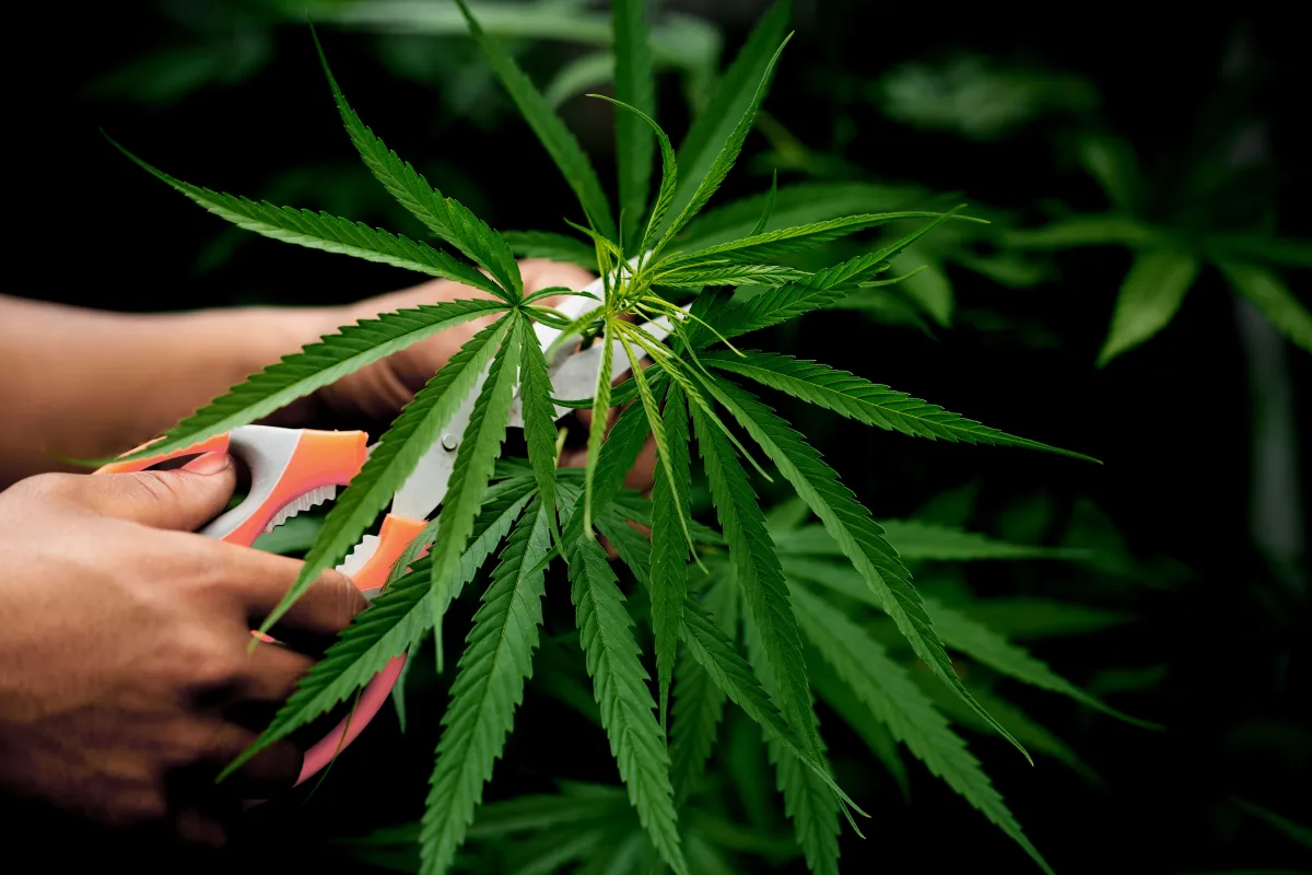 Cannabis measures that tourist...