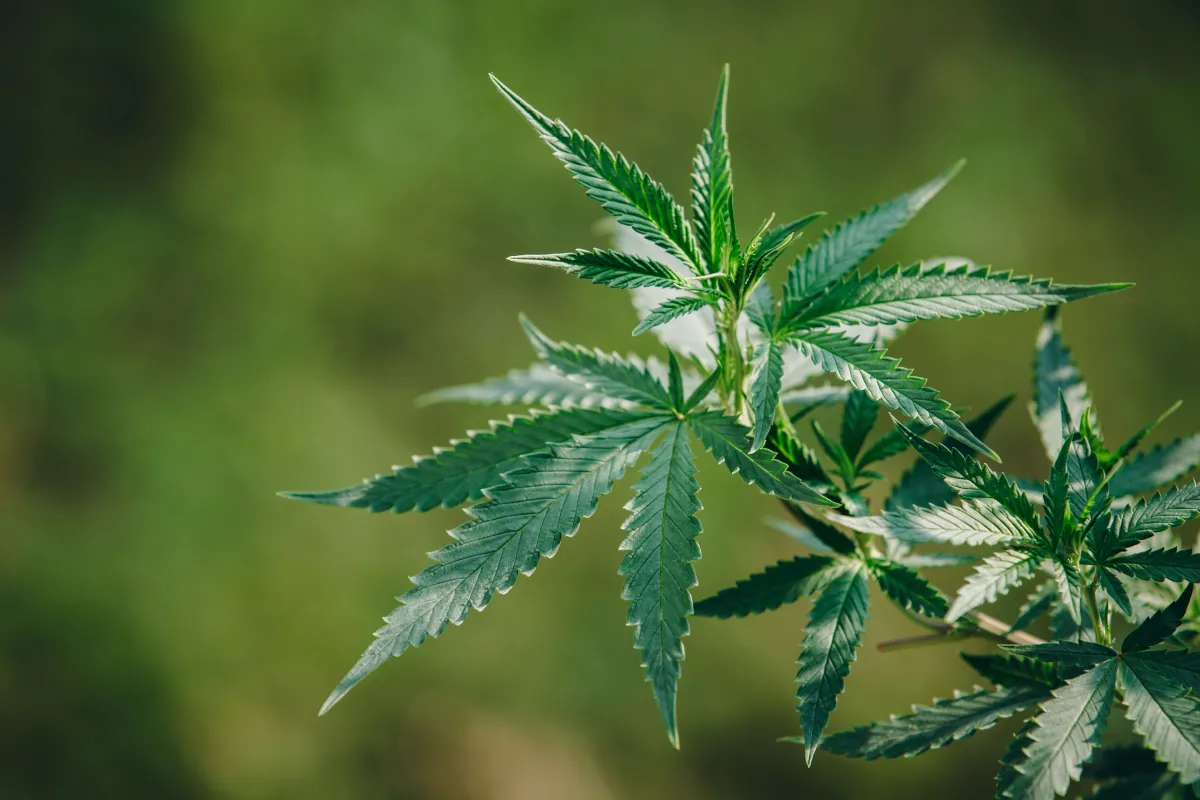 Basic information about cannab...