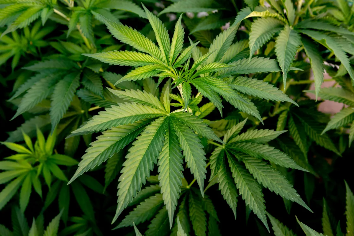 Ministry of Public Health issues guide to cannabis for tourists (measures of what can, cannot be done)