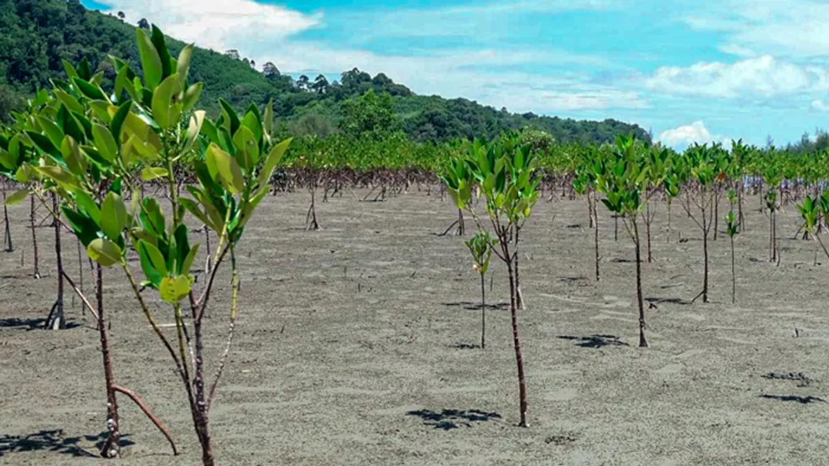 Creative Tourism: Planting Man...