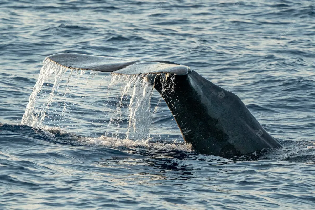 Bryde's Whales: The Best Spot...