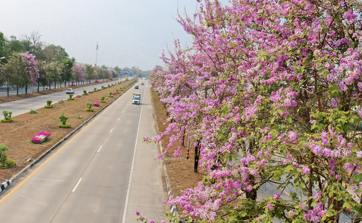 在Phaholyothin路1号高速公路上开放粉红浪漫的“紫薇花路”新坐标