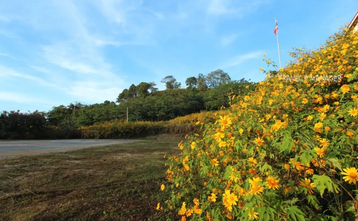 ทุ่งบัวตองบ้านแม่เหาะ Unseen Highway แม่ฮ่องสอน เหลืองอร่ามสองข้างทางช่วงฤดูหนาว