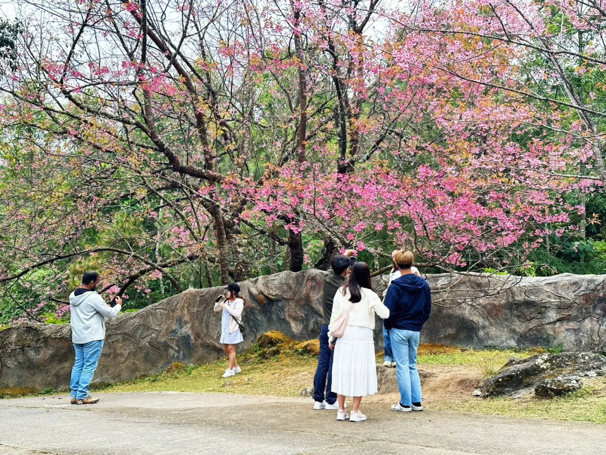 🌸อัปเดต! ภาพความสวยงามของดอกพ...