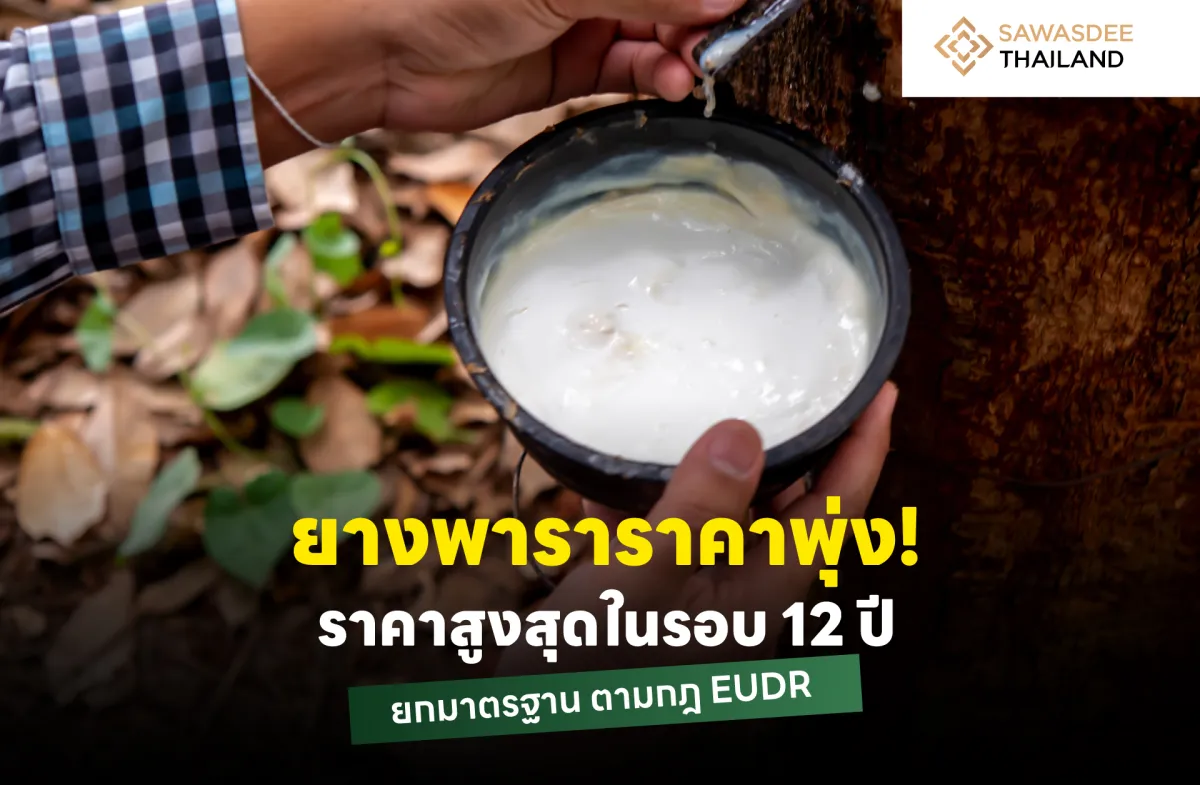 ยางพาราราคาพุ่ง ! ราคาสูงสุดใน...