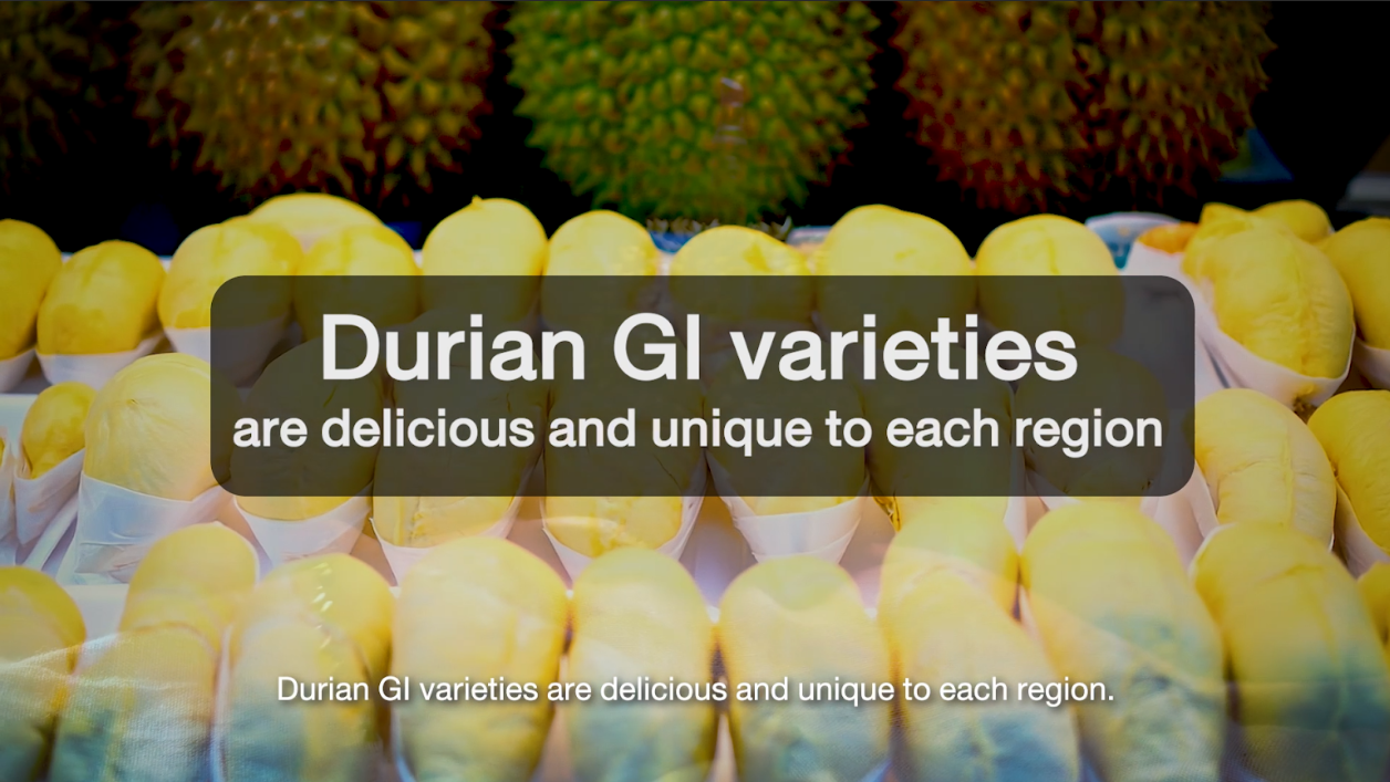 Durian GI varieties are delicious and unique to each region