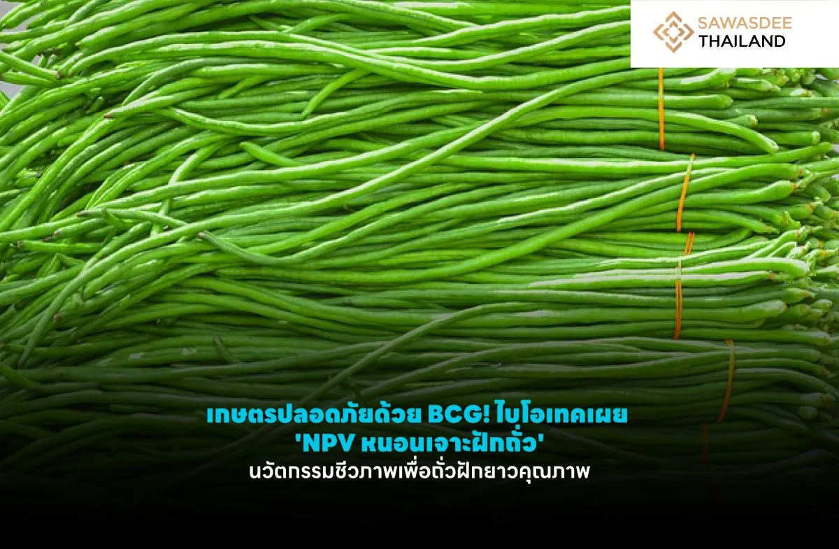 เกษตรปลอดภัยด้วย BCG! ไบโอเทคเผย 'NPV หนอนเจาะฝักถั่ว' นวัตกรรมชีวภาพเพื่อถั่วฝักยาวคุณภาพ