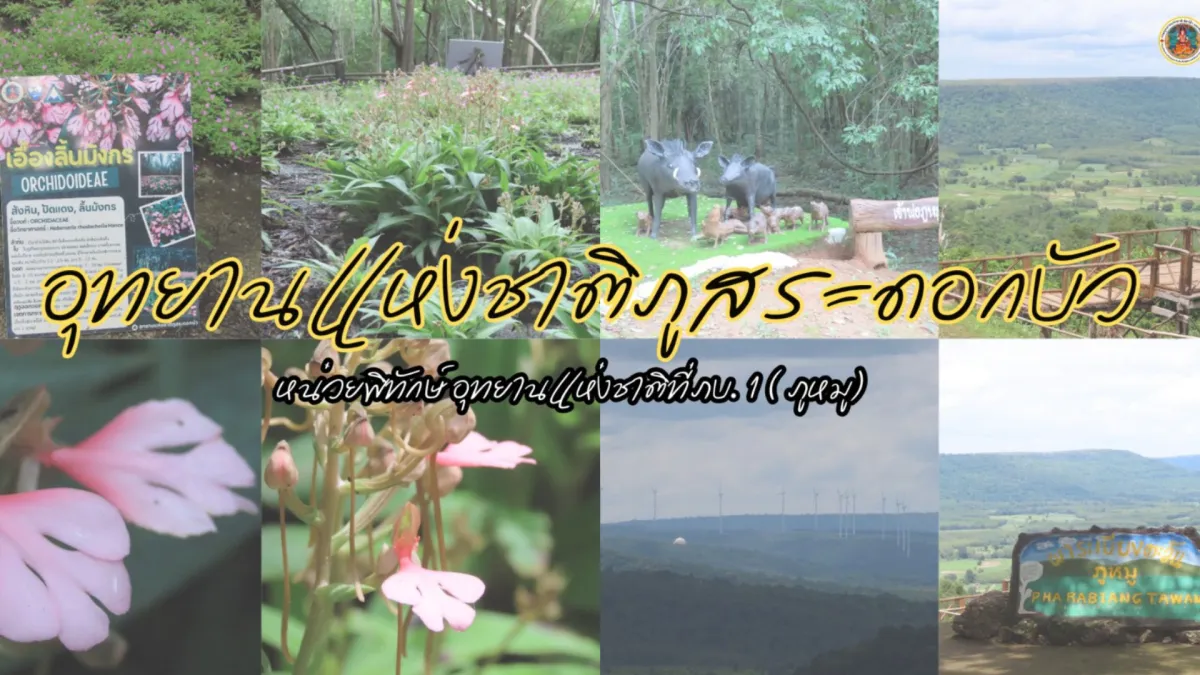 ฤดูกาลของดอกเอื้องลิ้นมังกร จ.มุกดาหาร