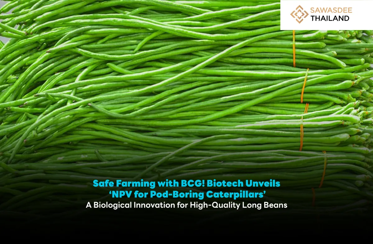 Safe Farming with BCG! Biotech Unveils ‘NPV for Pod-Boring Caterpillars’ A Biological Innovation for High-Quality Long Beans