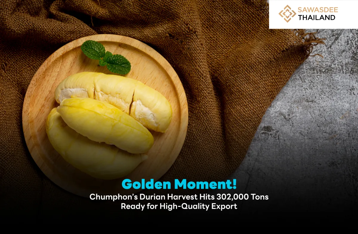Golden Moment! Chumphon’s Durian Harvest Hits 302,000 Tons Ready for High-Quality Export