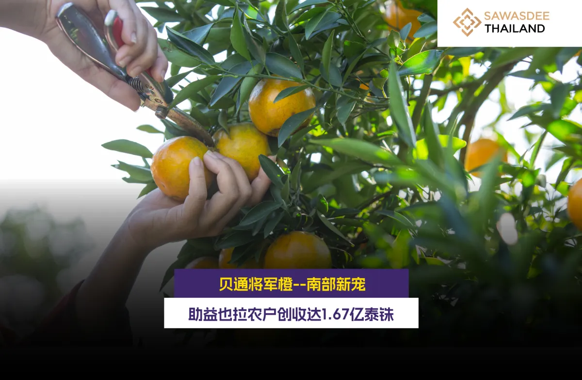 贝通将军橙--南部新宠，助益也拉...