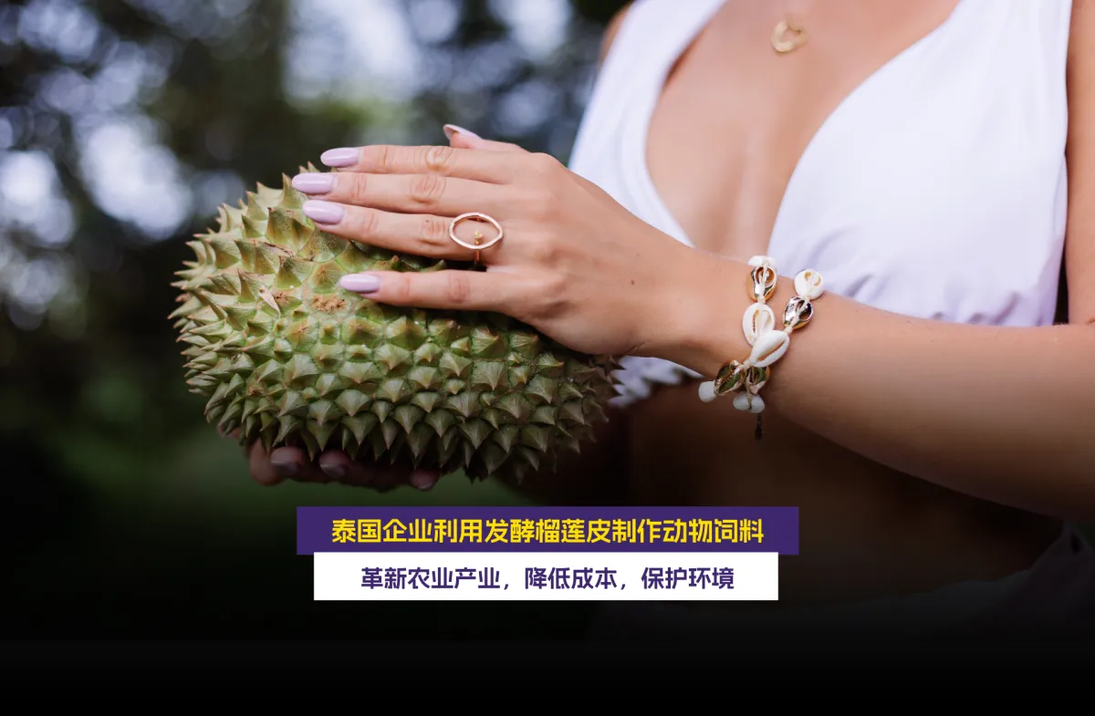 泰国企业利用发酵榴莲皮制作动物饲料  革新农业产业，降低成本，保护环境