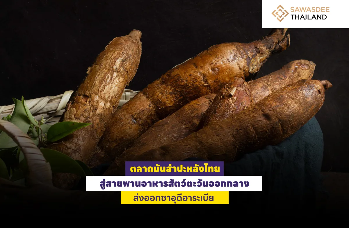 ตลาดมันสำปะหลังไทย สู่สายพานอา...