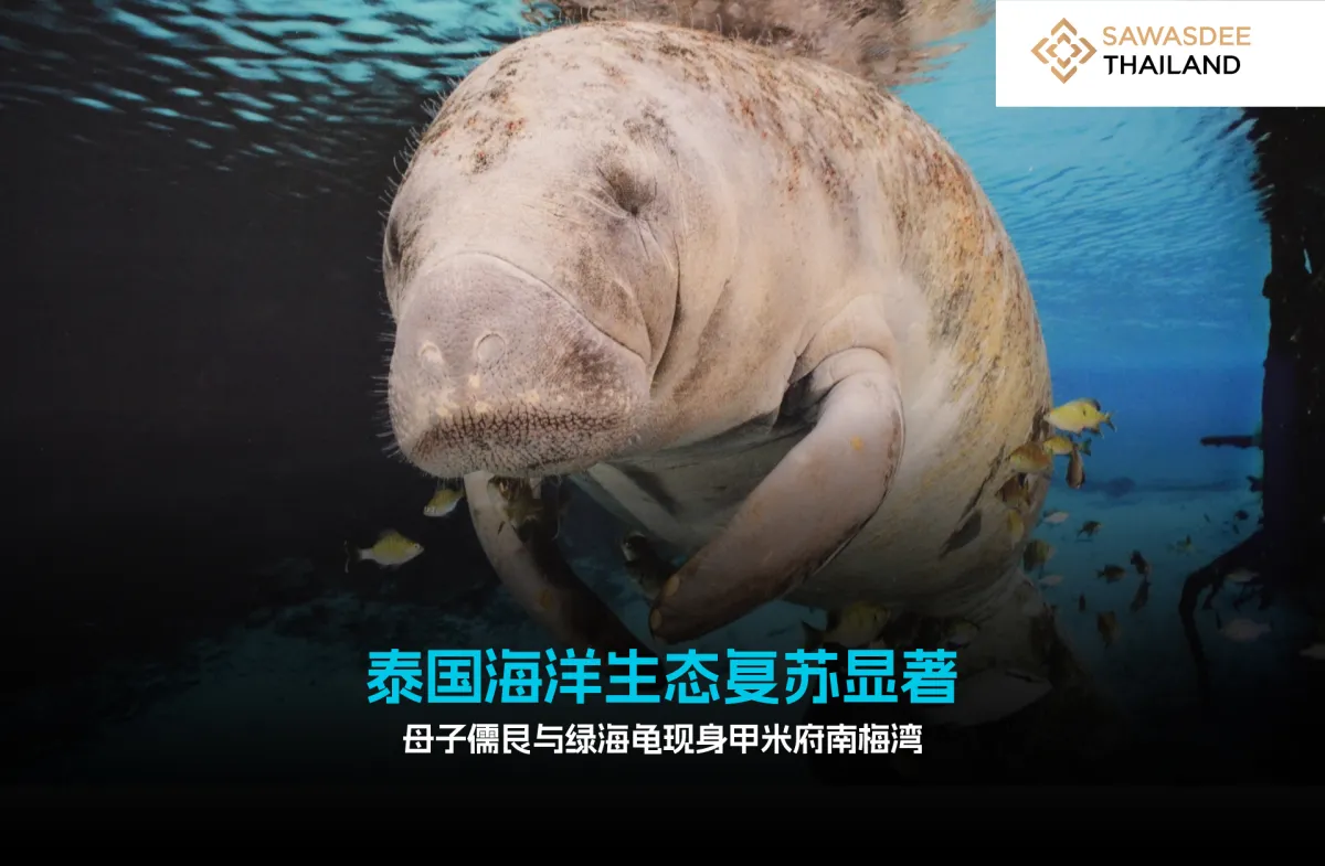 泰国海洋生态复苏显著 母子儒艮...
