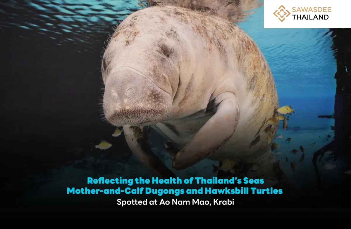 Reflecting the Health of Thailand’s Seas: Mother-and-Calf Dugongs and Hawksbill Turtles Spotted at Ao Nam Mao, Krabi
