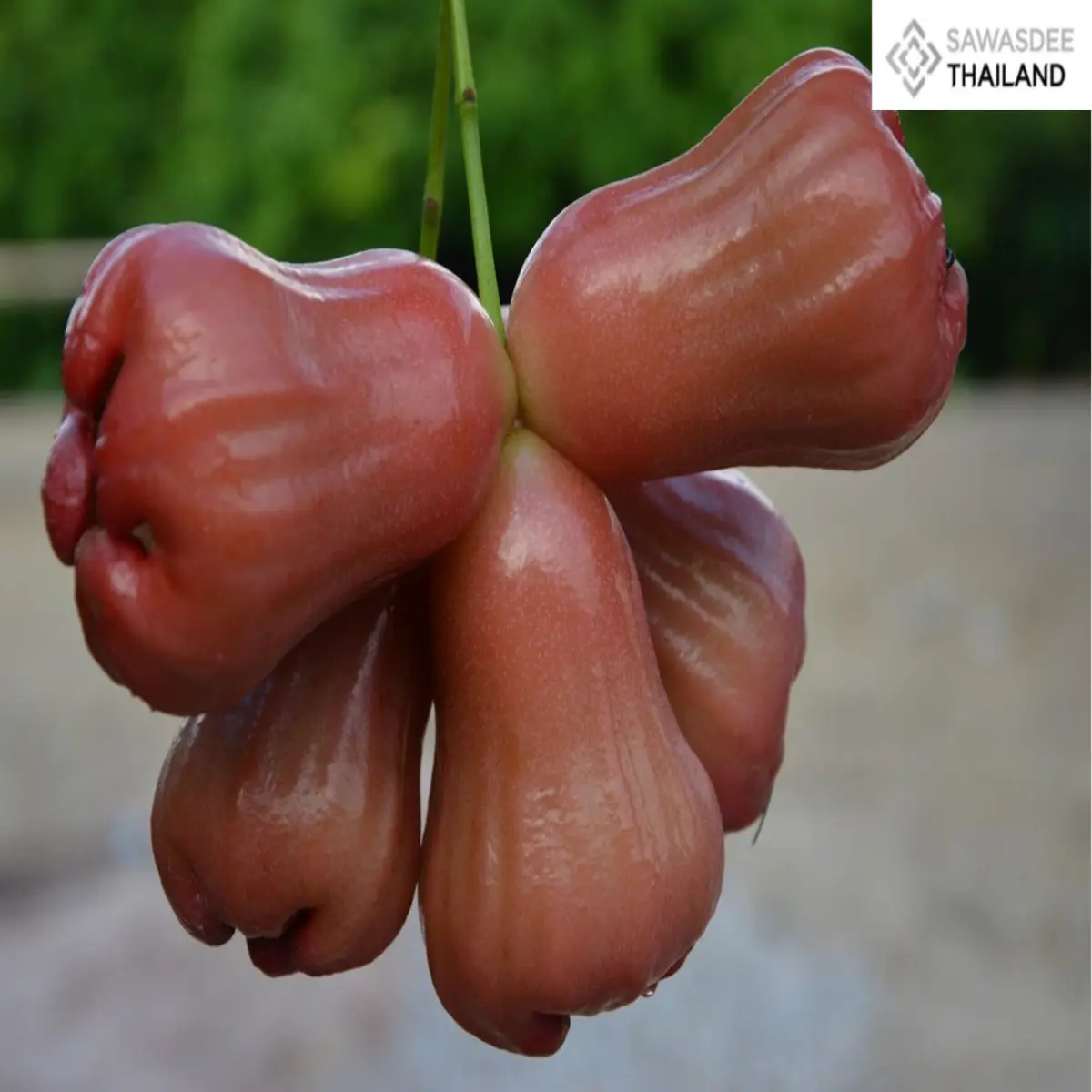 Thailand Registers “Khlong Hat Rose Apple”ชมพู่คลองหาด as GI, Highlighting the Country’s Premium Agricultural Potential